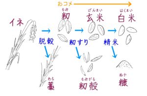 イネから白米までの流れ